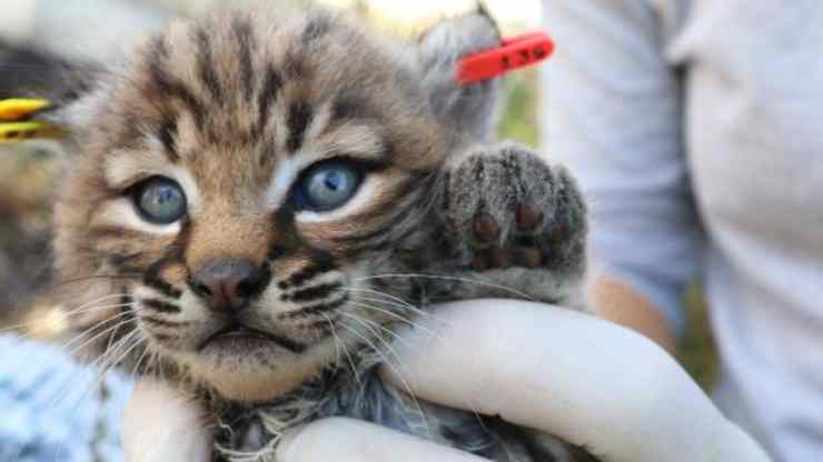 cucciolo-di-lince-rossa