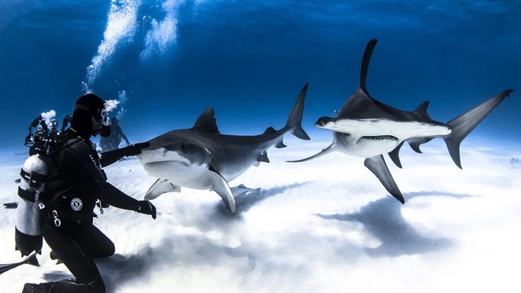 immersioni-con-gli-squali