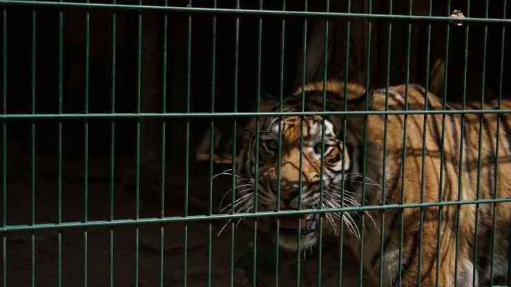 questa-tigre-partorisce-in-gabbia