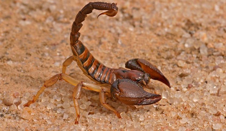 the scorpion