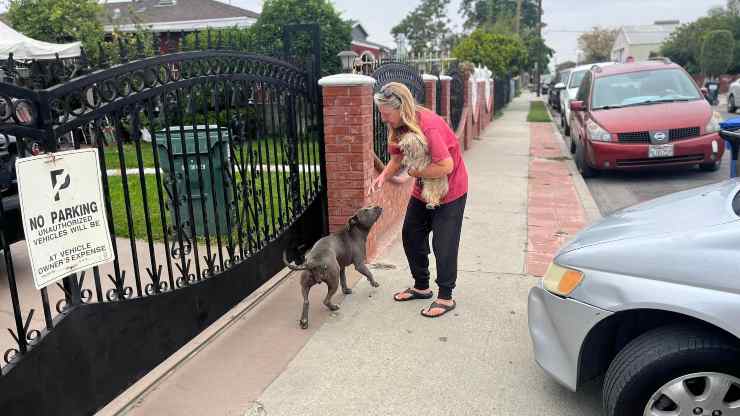 Suzette and the dogs