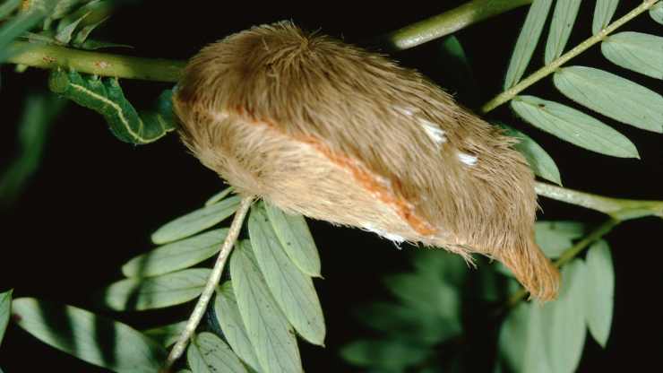 Megalopyge opercularis larvae