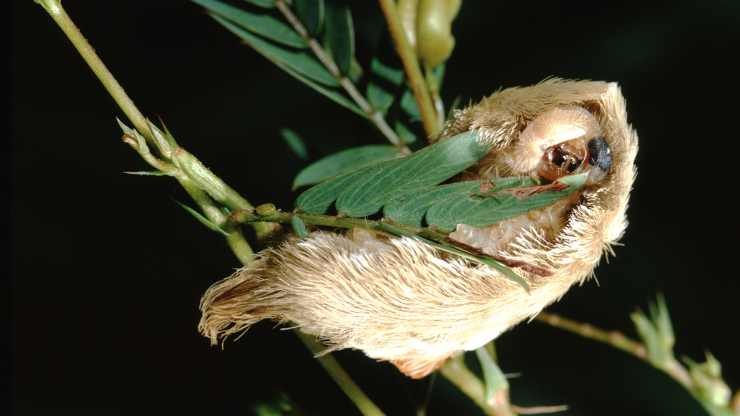 Poisonous and dangerous caterpillar