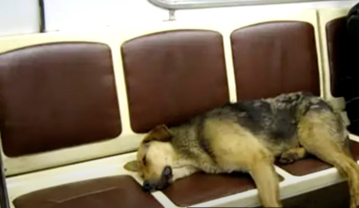 A dog sleeps on subway seats
