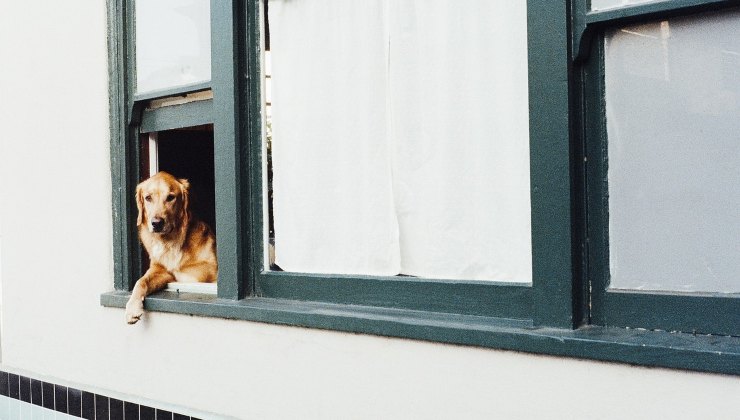 Cane fissa fuori dalla finestra