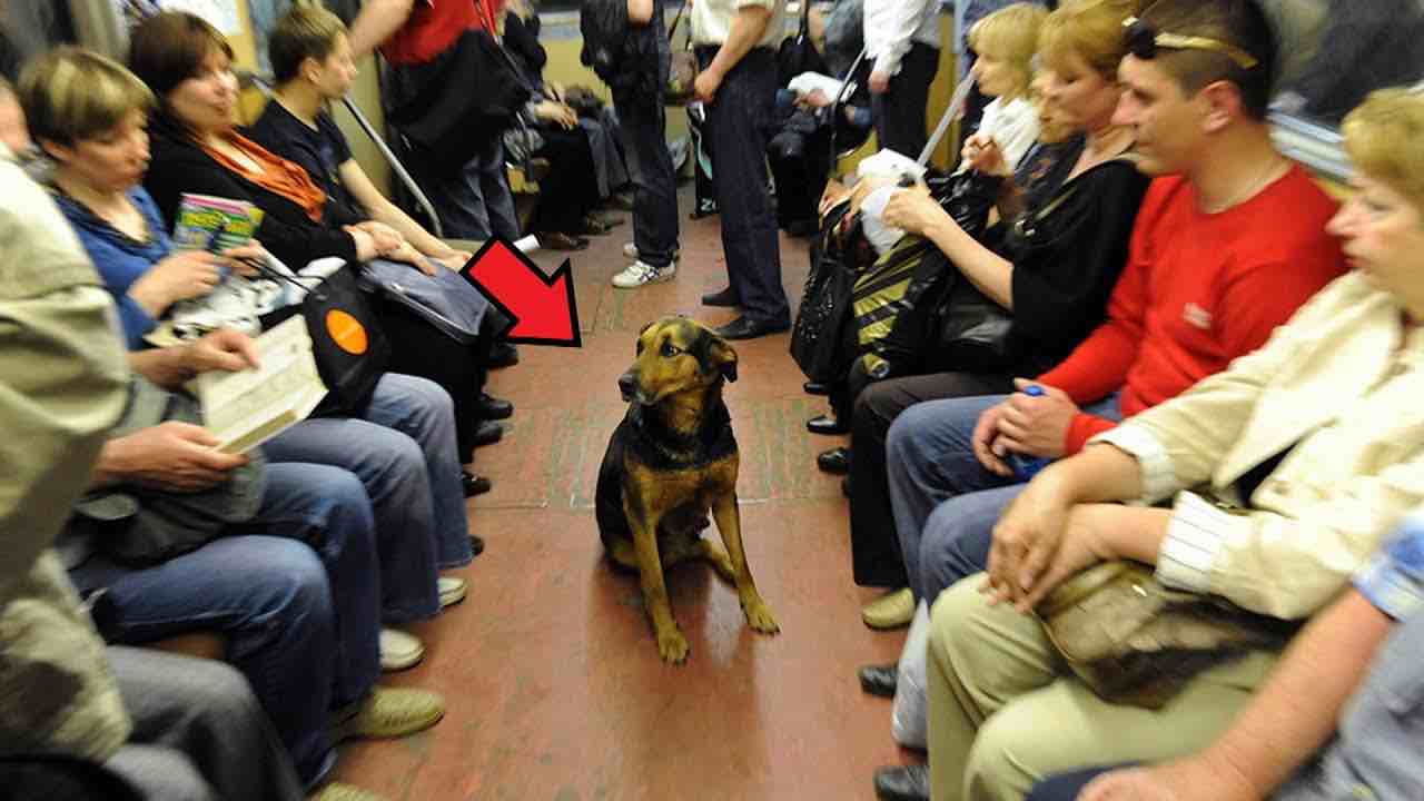 A dog runs on the subway and sits in the center, what happens makes you speechless