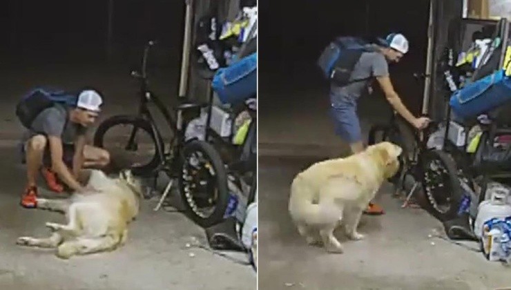 Cane si fa coccolare dal ladro