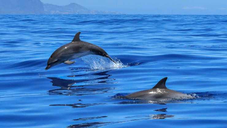 Delfini in Sicilia