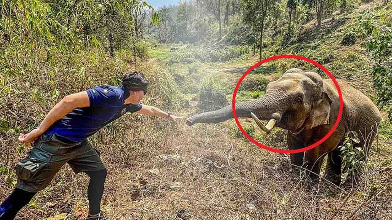 Elefante incontra uomo