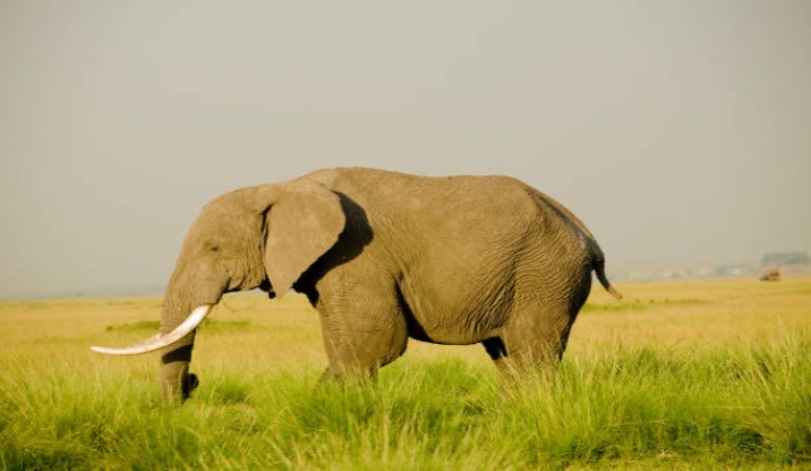Elefante riserva naturale
