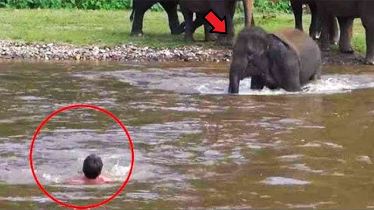 Elefante si tuffa in acqua