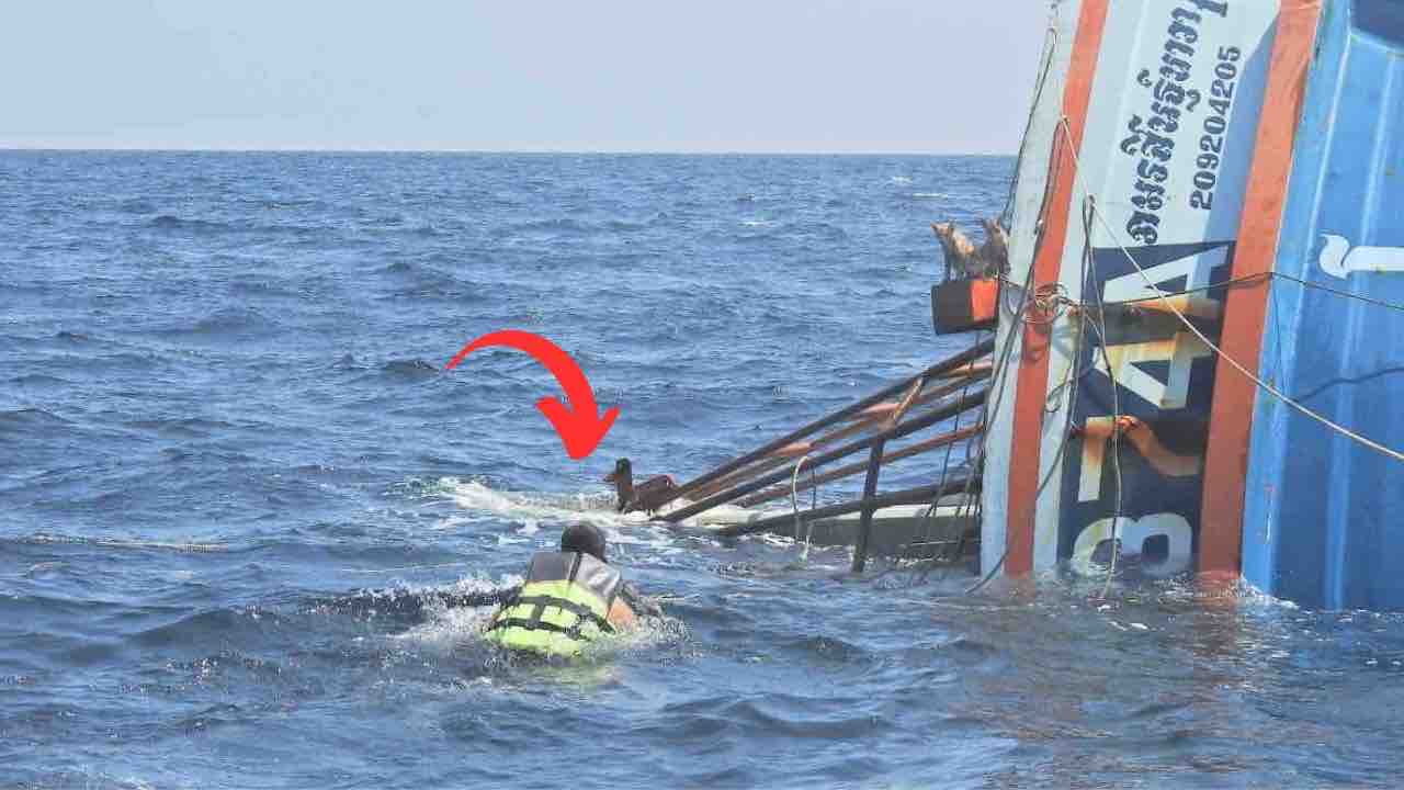 Un barco se hundió con gatos a bordo: sorprende la reacción del marinero