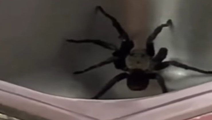 Grande ragno nel lavandino della cucina