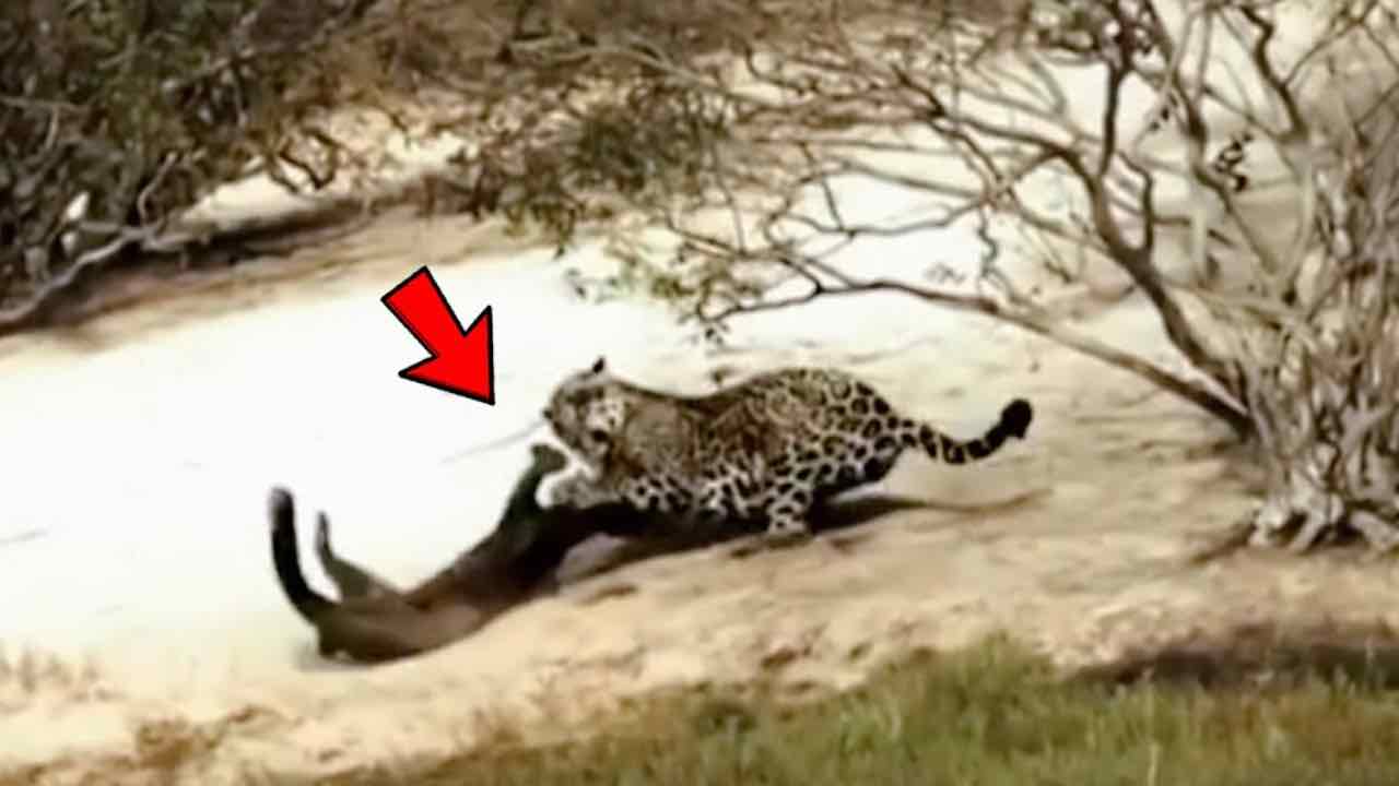 Il giaguaro attacca un animale