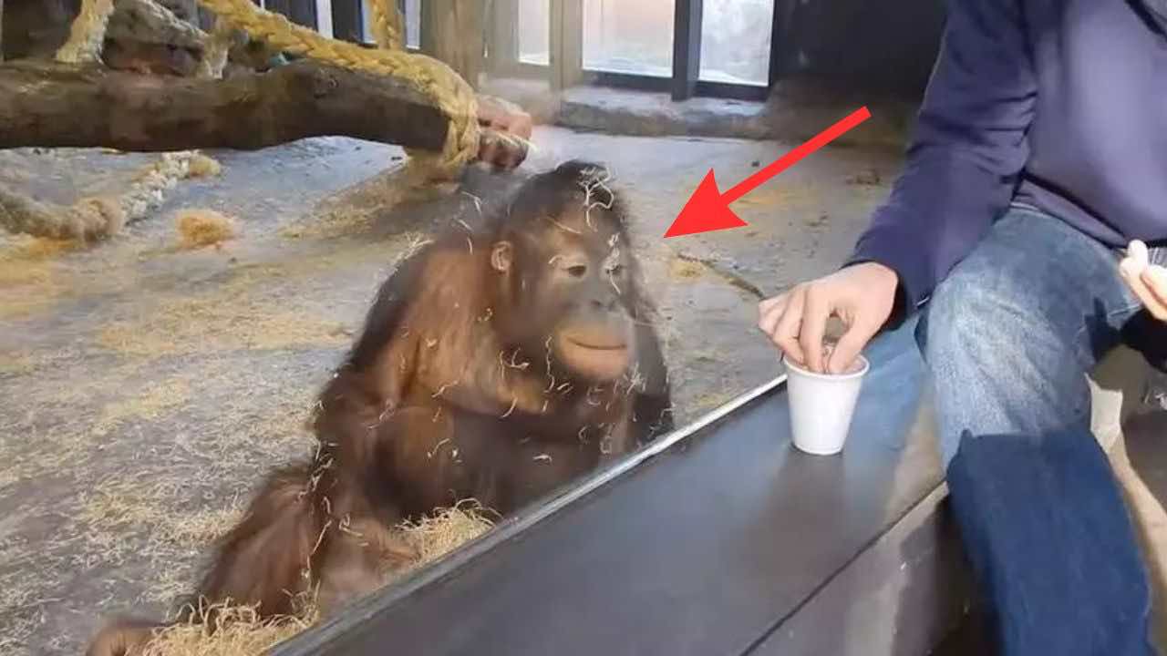 La reazione dell orango