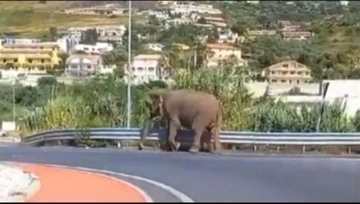 L'elefante per le strade della Calabria