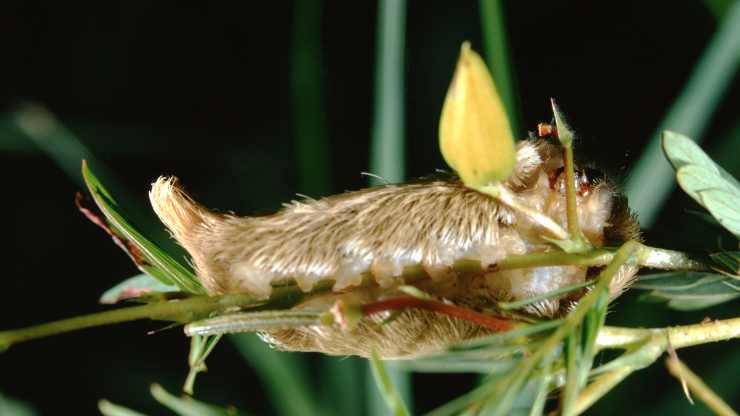 Megalopyge opercularis