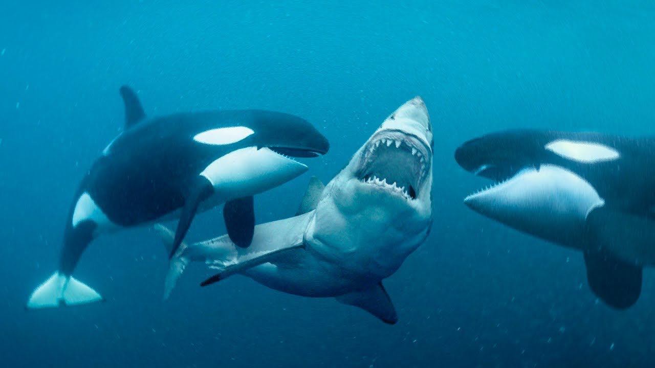 Orca assassina e squalo