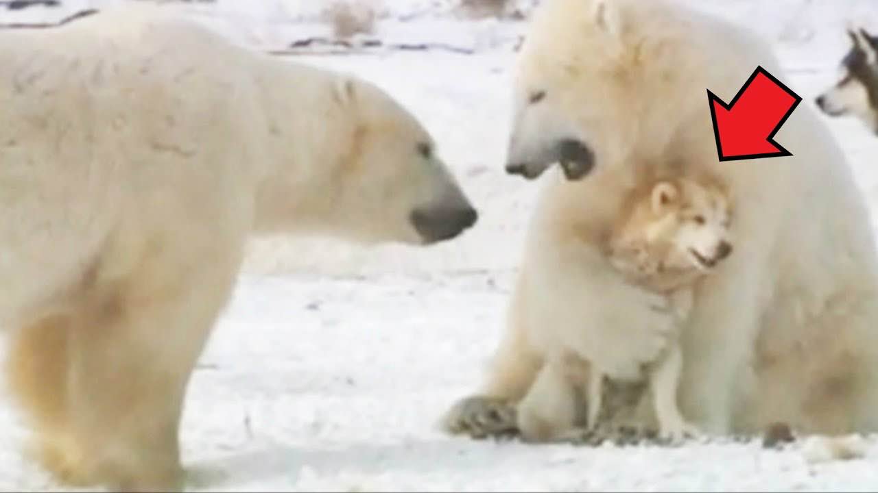 Orsi polari e cani