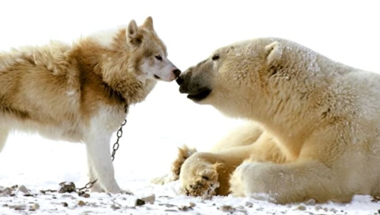 Orsi polari si avvicinano al branco di cani