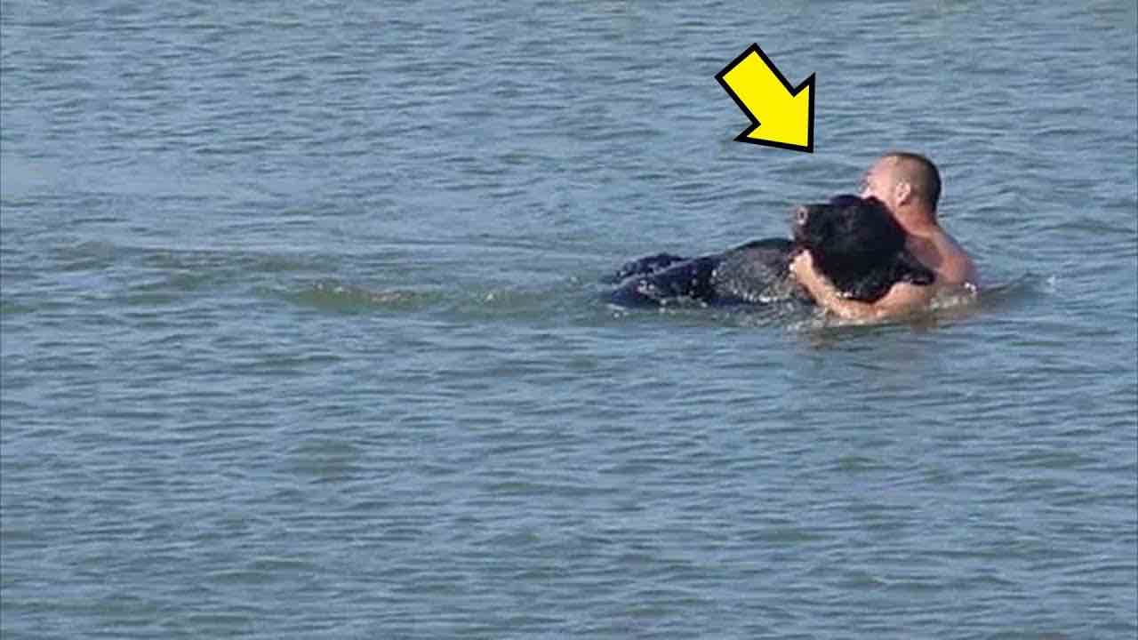 Orso sta annegando in acqua, quello che fa quest’uomo per salvarlo è sbalorditivo 