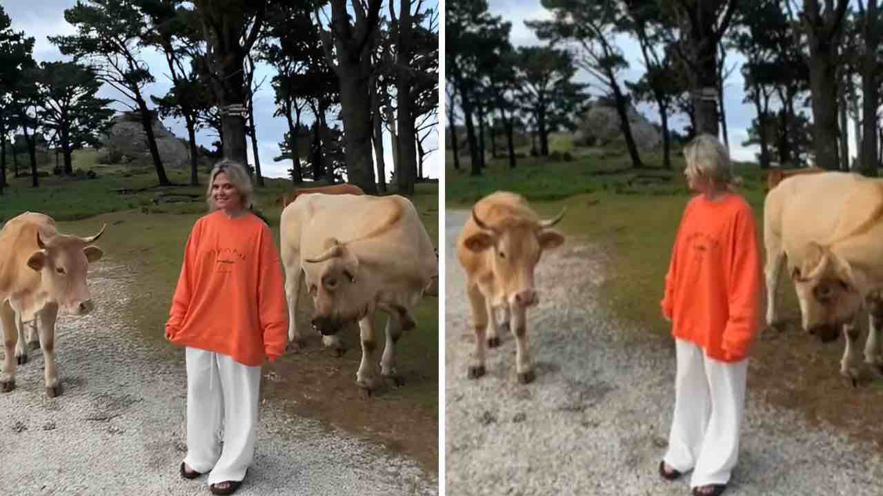 Ragazza fa una foto con le mucche