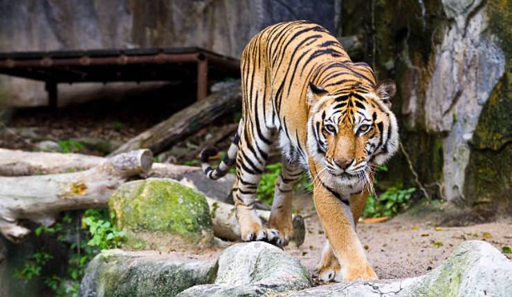Tigre allo zoo