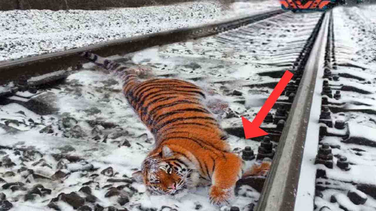 Tigre incastrata nelle rotaie