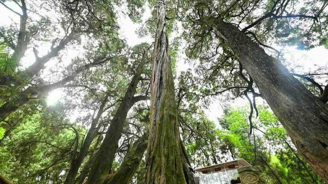 Uno degli alberi piu alti al mondo
