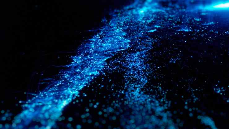 il-fenomeno-della-bioluminescenza
