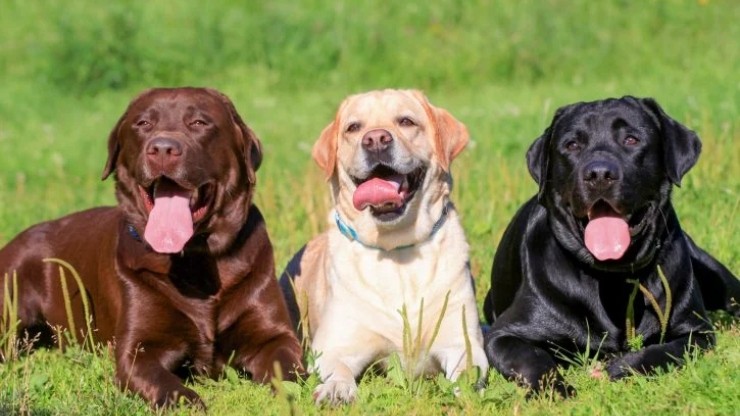 il-labrador-un-perfetto-compagno