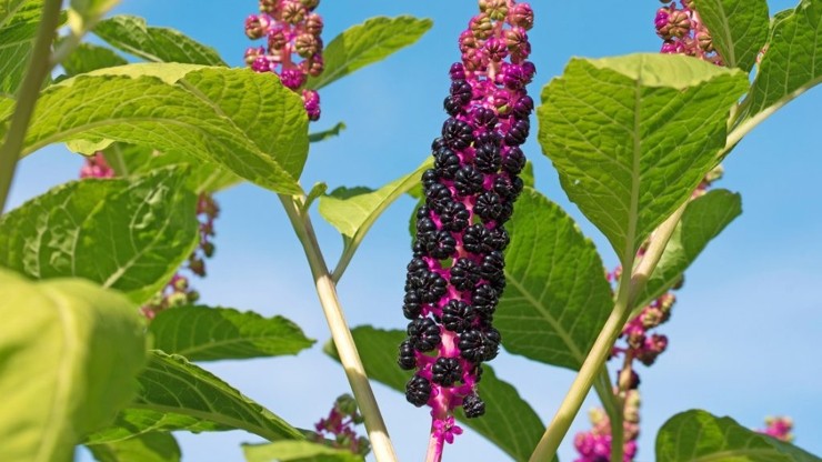 la-phytolacca-americana-o-pokeweed