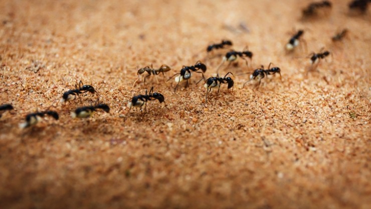 le-formiche-camminano-in-verticale