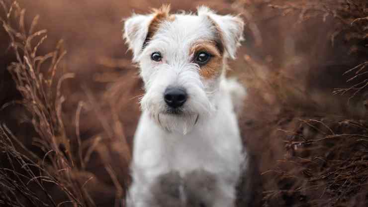 un-cane-lasciato-nella-borsa