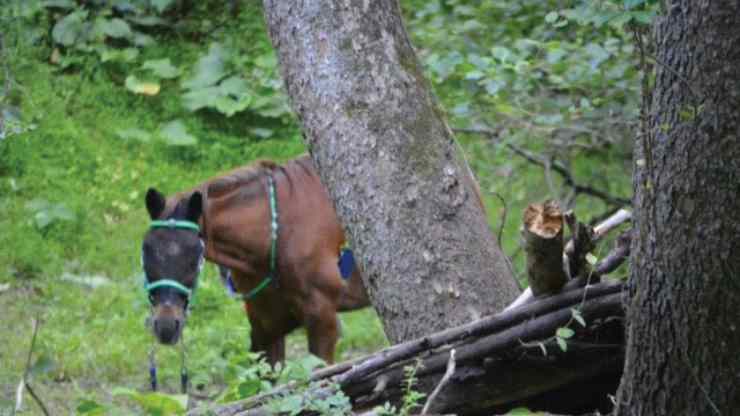 un-cavallo-nella-foresta