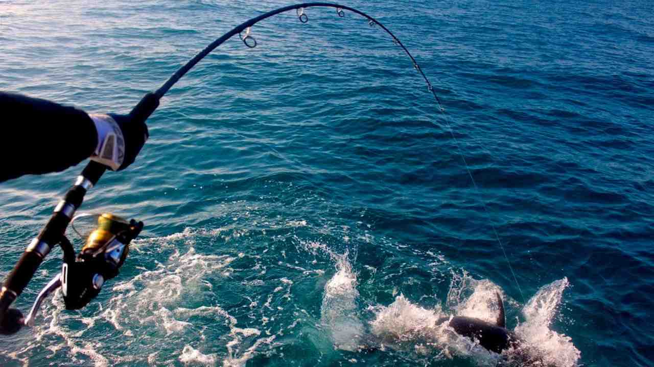 Pescatori catturano un tonno