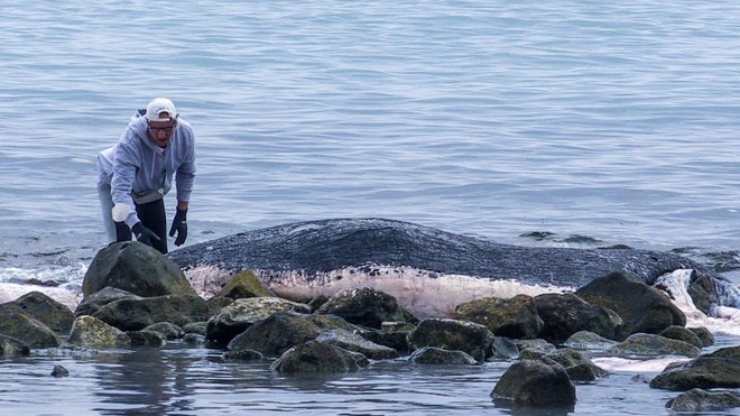 cetaceo-sulla-spiaggia-di-ostia