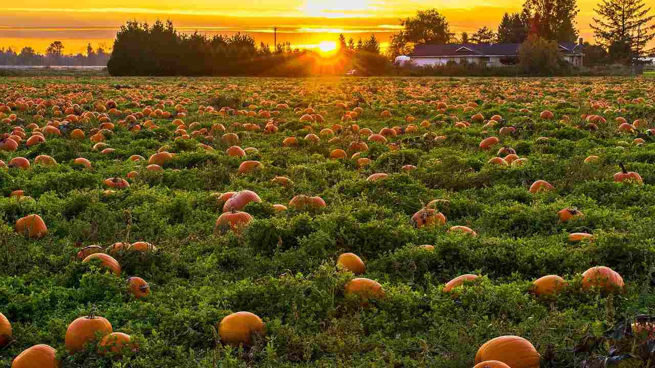 Campi di zucca, dove ammirarli in Italia  --- (Fonte immagine: https://viaggi.nanopress.it/wp-content/uploads/2023/10/i-pumpkin-patch-in-italia.jpg)