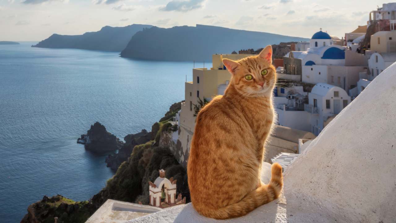 Perché in Grecia ci sono così tanti gatti?  --- (Fonte immagine: https://viaggi.nanopress.it/wp-content/uploads/2023/10/uno-dei-gatti-di-santorini.jpg)