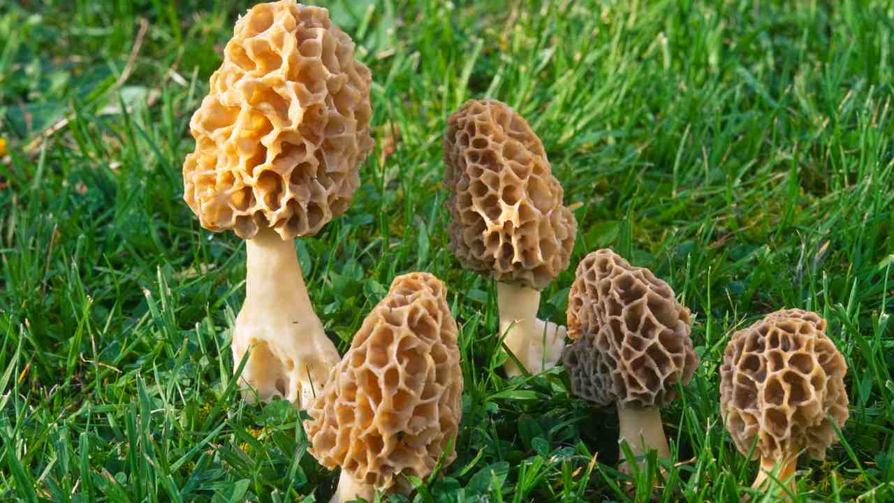 nuova-specie-di-funghi