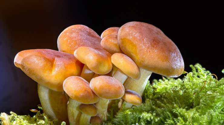 ricerche-sui-funghi