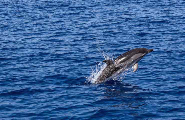 Delfino in mare