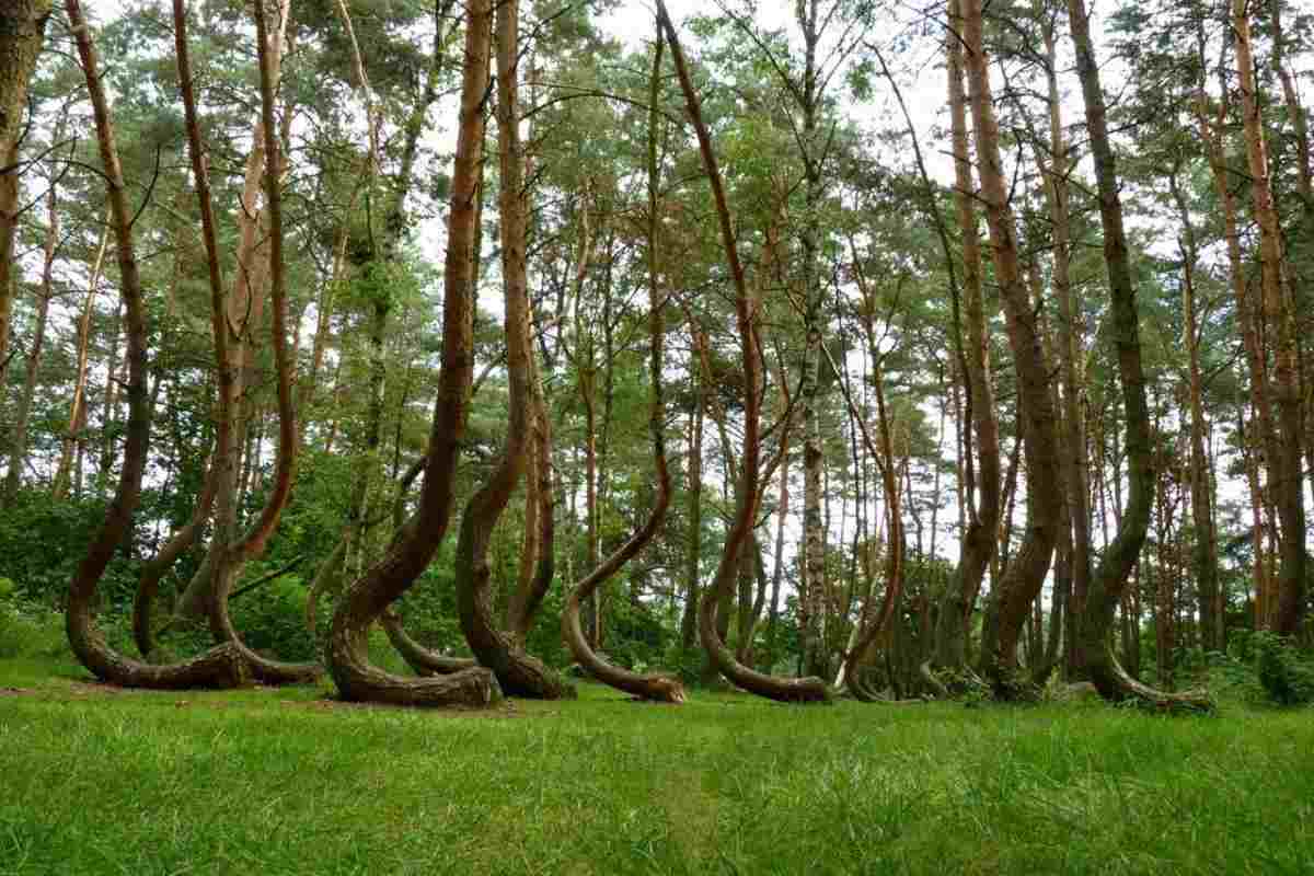 Foresta dei pini storti