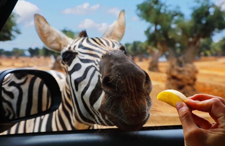 Zoosafari di Fasano