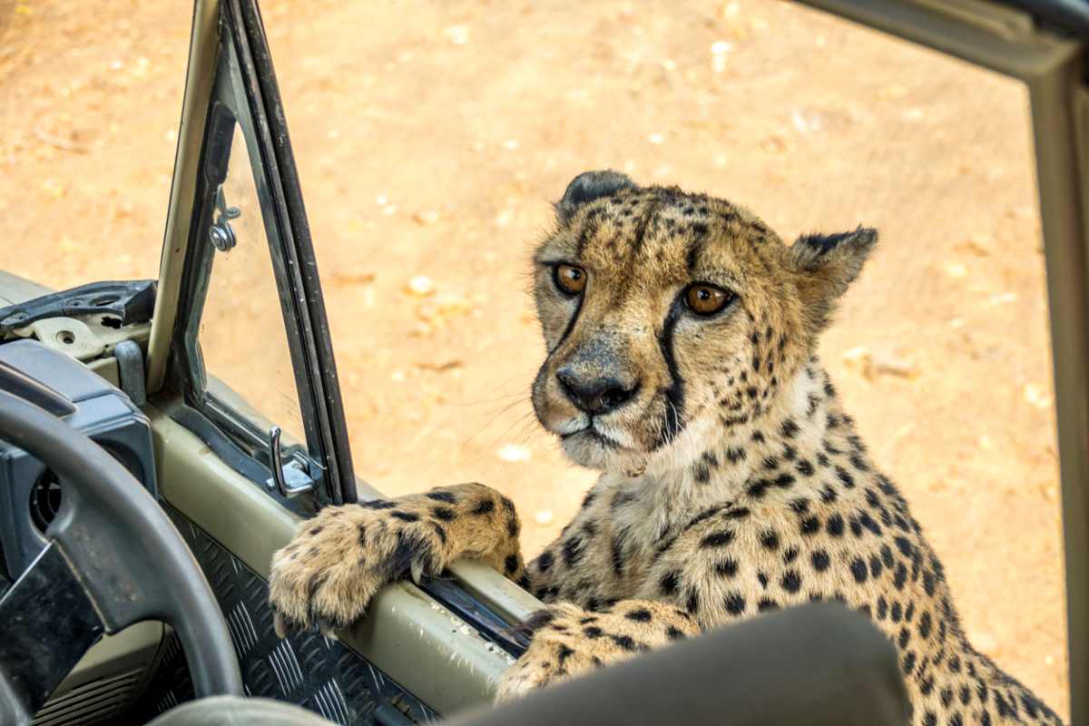 un-ghepardo-salta-in-auto