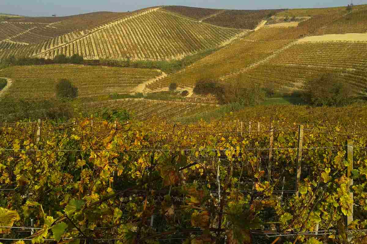 wine-tour-in-piemonte