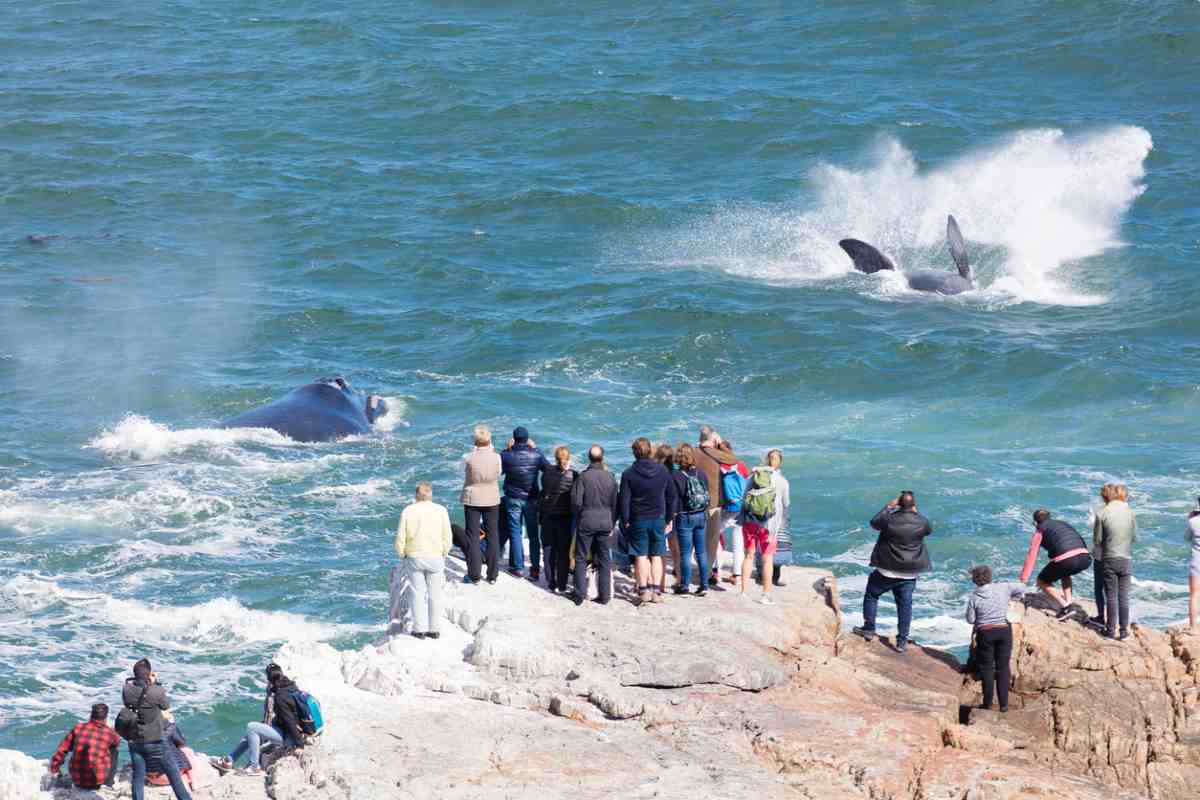 Balena sulla riva