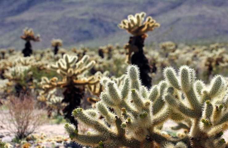 Cactus Cholla