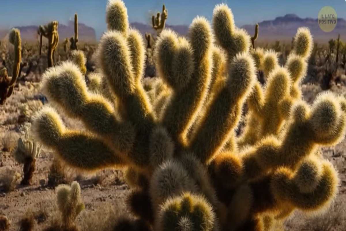 Cactus Orsacchiotto