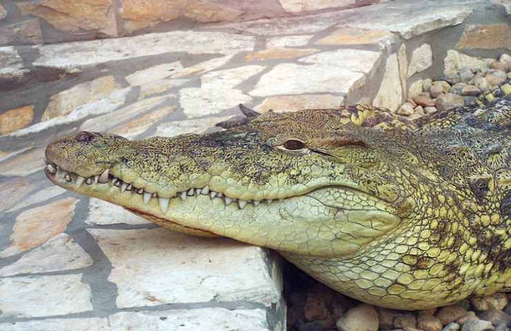 Crocodile